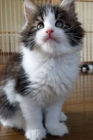 celin – weibliches maine coon kätzchen