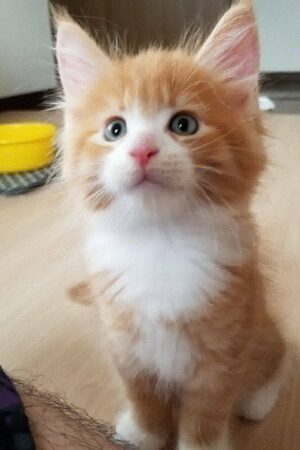 Chief – Männlich · Maine Coon