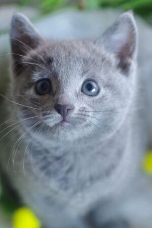 stella – weiblich, russisch blau