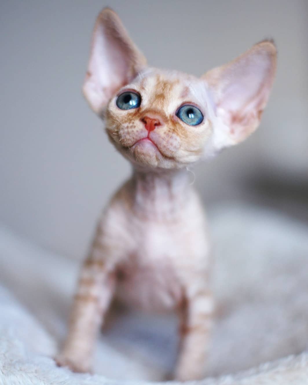 aruna – männlich, devon rex aruna – männlich, devon rex