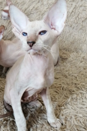 Iskander – Männlich, Peterbald