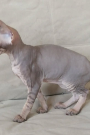 Michelle – Weiblich, Peterbald