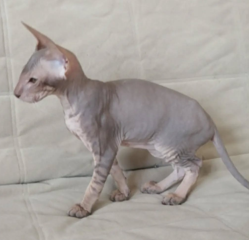 Michelle – Weiblich, Peterbald