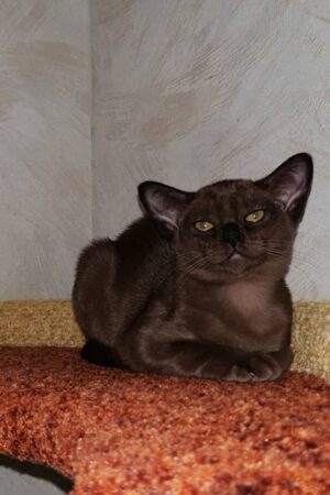 Locki – Männlich, Burma-Kätzchen (Burmakatze)