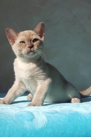 hanna – weiblich, burma kätzchen (burmakatze)