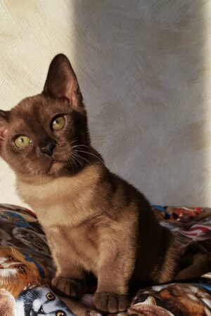 Simba – Männlich, Burma-Kätzchen (Burmakatze)