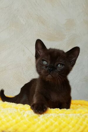 Jack – Männlich, Burma-Kätzchen