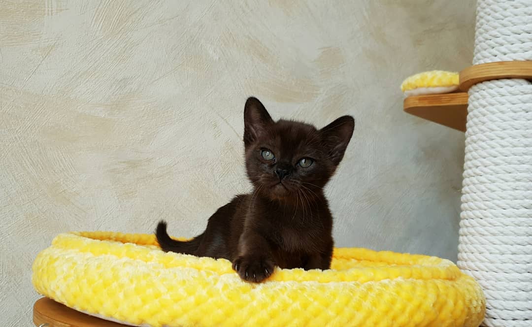 Jack – Männlich, Burma-Kätzchen