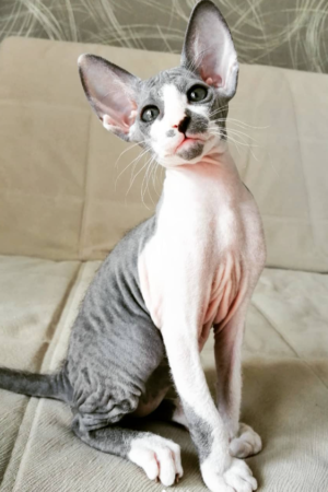 Maya – Weiblich, Peterbald