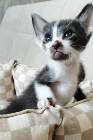 ellie – weiblich, peterbald