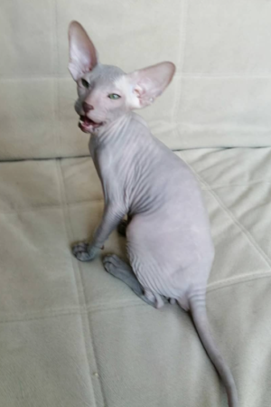 Liam – Männlich, Peterbald