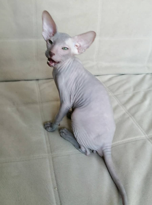 Liam – Männlich, Peterbald