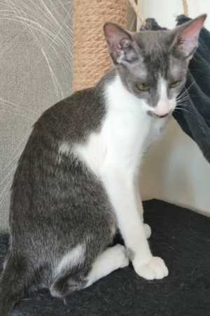 Elisa – Weiblich, Peterbald