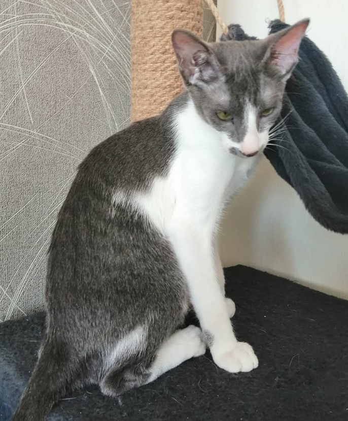 Elisa – Weiblich, Peterbald