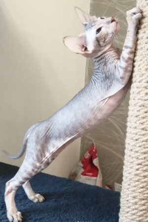 Elvis – Männlich, Peterbald