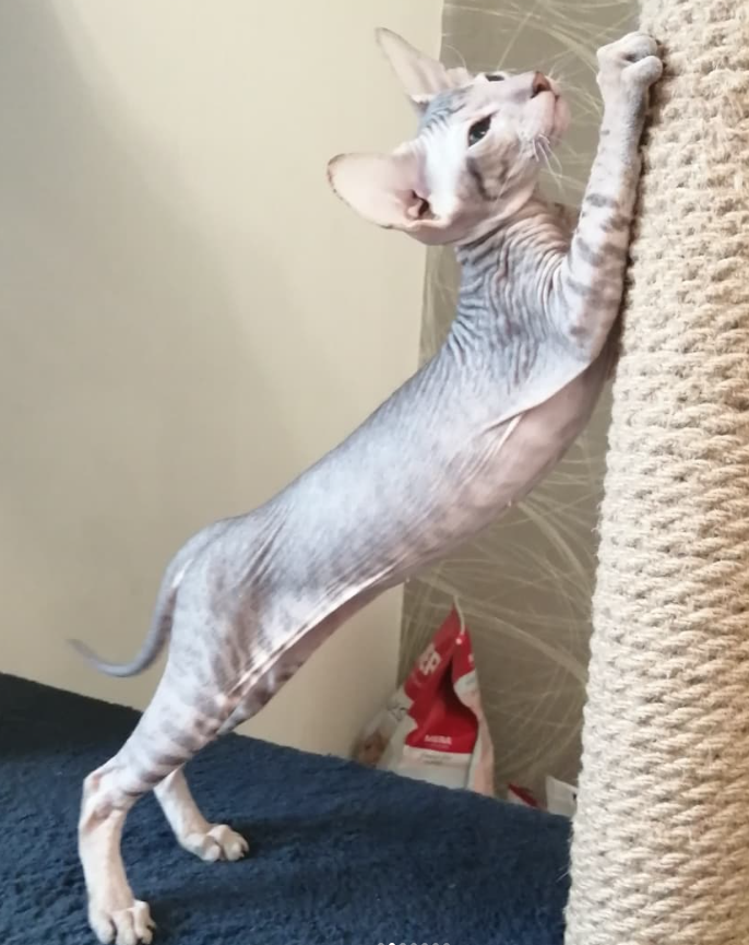 Elvis – Männlich, Peterbald