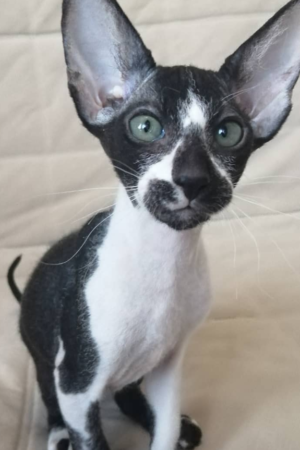 Holly – Weiblich, Peterbald
