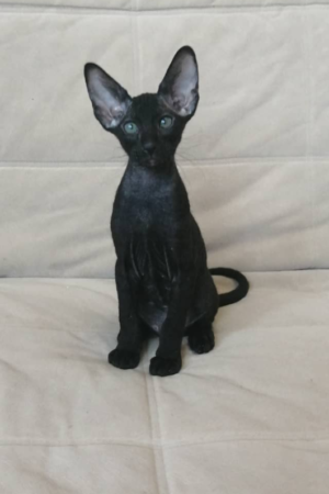 harley – männlich, peterbald