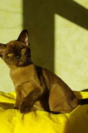 bella – weiblich, burma kätzchen