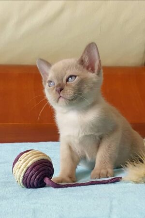 garfield – männlich, burma kätzchen