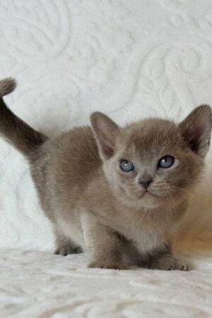 leila – weiblich, burma kätzchen (burmakatze)