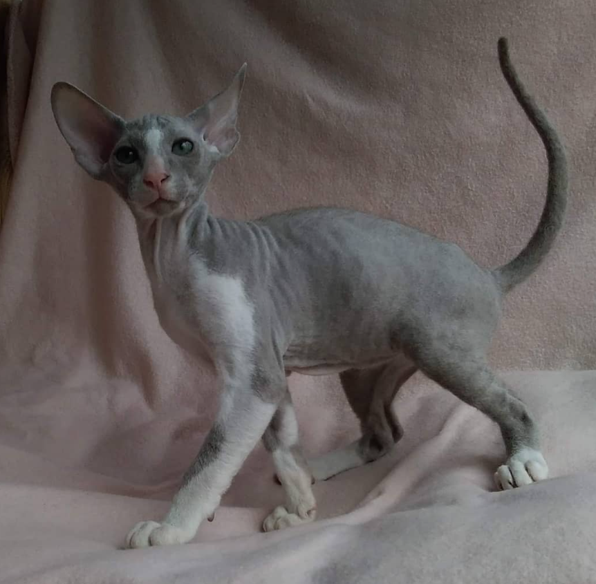 Peterbald Katze