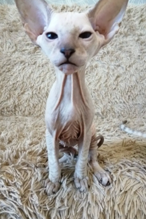 iron – männlich, peterbald