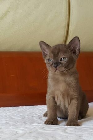 kitty – weiblich, burma kätzchen (burmakatze)